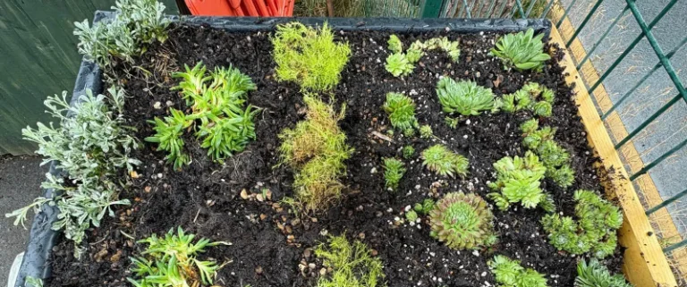 AUGUST 2026: Green Roof for the Bug Hotel AUGUST 2026: Green Roof for the Bug Hotel