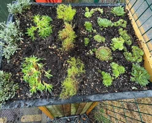 AUGUST 2026: Green Roof for the Bug Hotel AUGUST 2026: Green Roof for the Bug Hotel