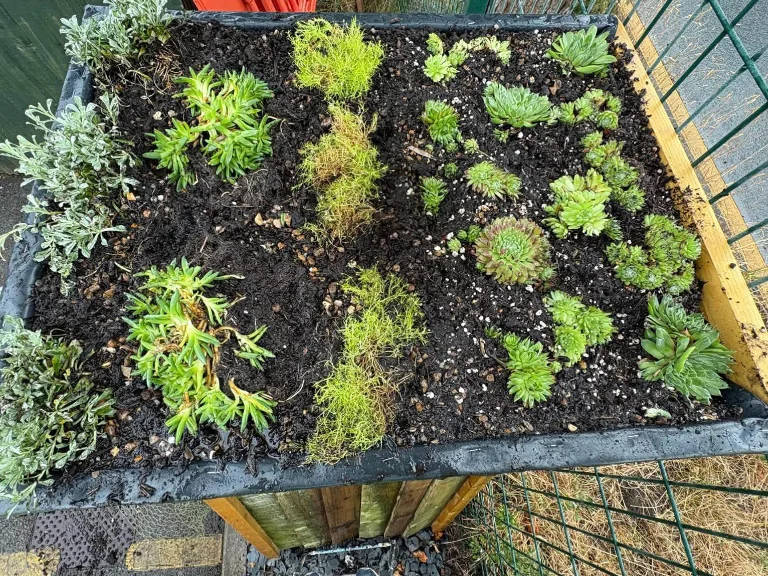 AUGUST 2026: Green Roof for the Bug Hotel AUGUST 2026: Green Roof for the Bug Hotel
