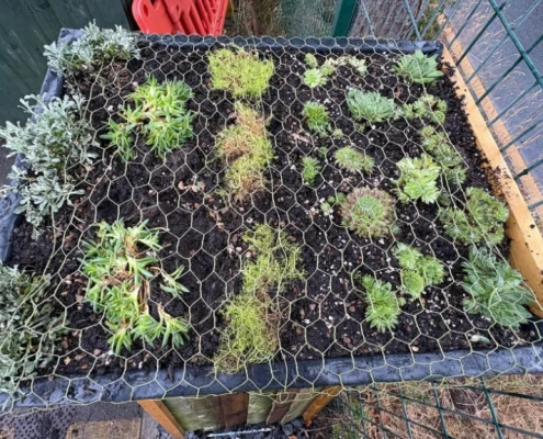AUGUST 2026: Green Roof for the Bug Hotel AUGUST 2026: Green Roof for the Bug Hotel